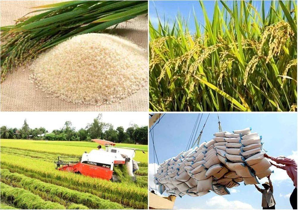 Nông nghiệp xanh là gì? Thực trạng và các giải pháp phát triển